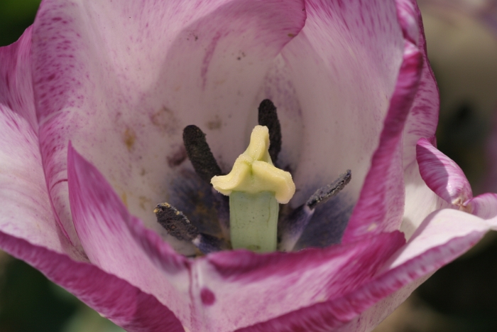 Tulipes a Morges 2006 - 102